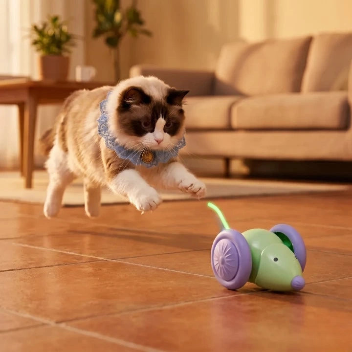 Chat à poils longs bondissant pour attraper une souris automatique verte et violette posée sur le carrelage d'un salon.